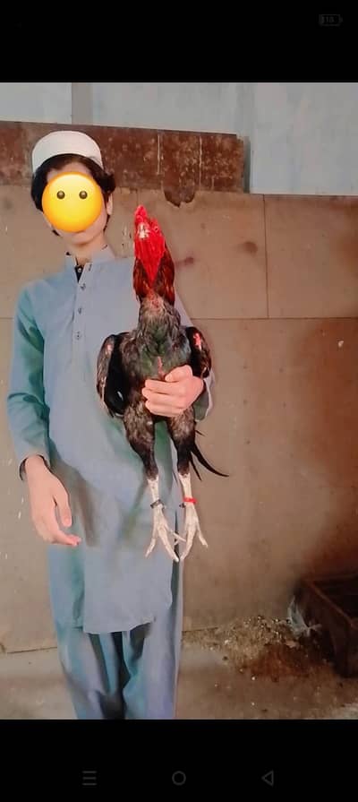 Long Heighted Thai Murga  Healthy and active MashAllah