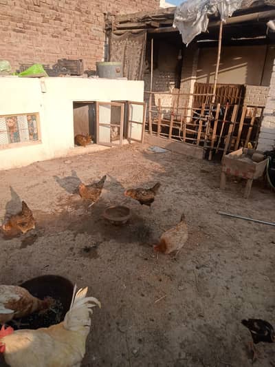 golden misri hens for sale