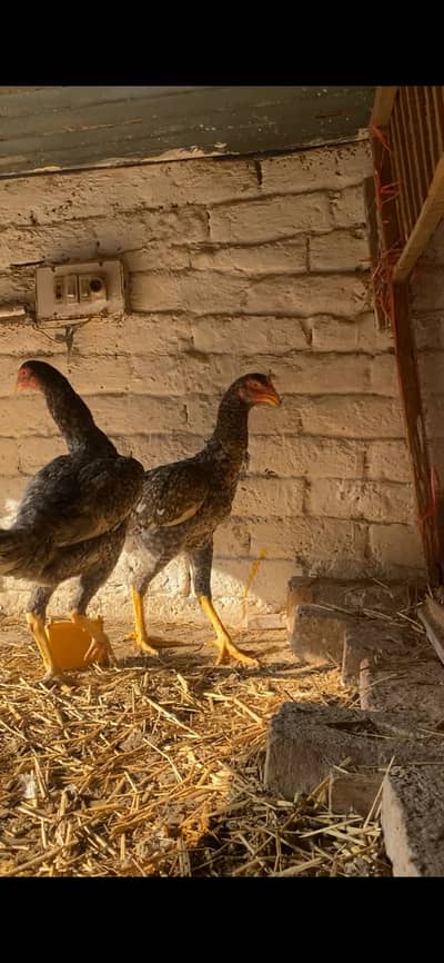 king size shammo female