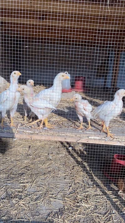 white herra chicks