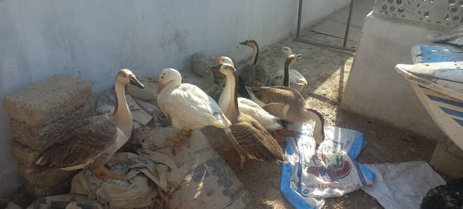 Top Quality Long neck duck Breeder egg laying Pairs