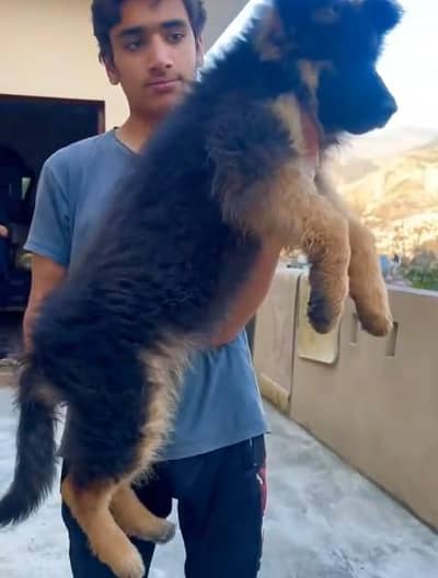 German shepherd dogs/ puppies long coat WhatsApp. 03094016734