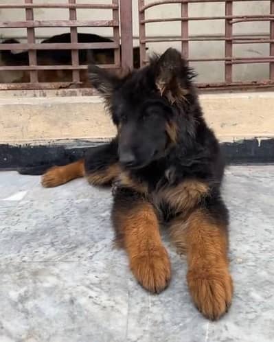 German shepherd dogs/ puppies long coat WhatsApp. 03094016734