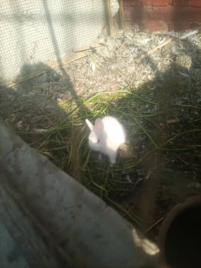 rabits for sale price 1200pair