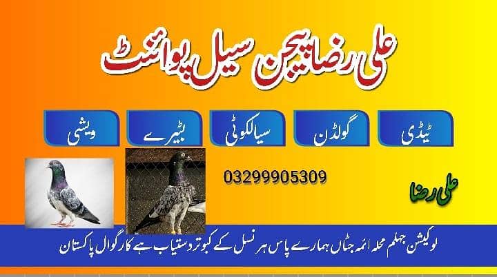 ہمارے پاس کبوتروں کی ہر نسل دستیاب لوکیشن جہلم 0