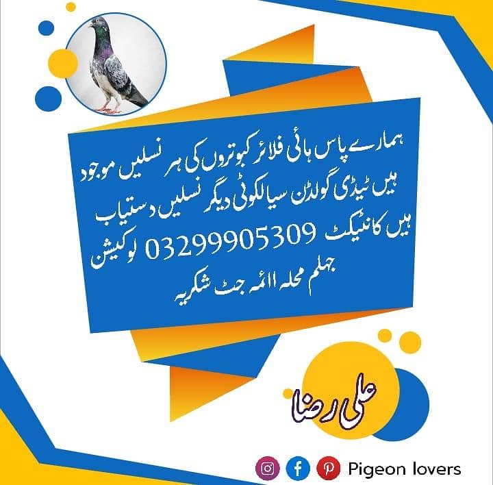 ہمارے پاس کبوتروں کی ہر نسل دستیاب لوکیشن جہلم 1