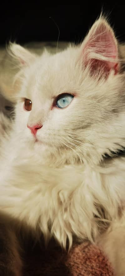 Persian Cat