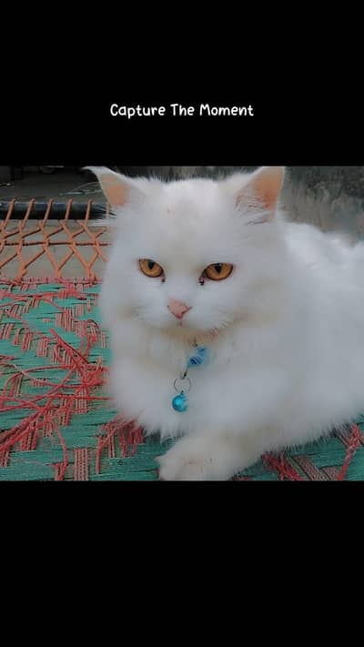 Persian female cat