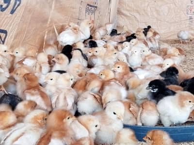 lohmn brown austrlap rir check