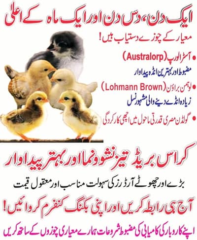 lohmn brown austrlap rir check