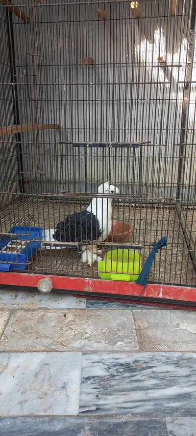 Black Saddle Frill breeder pair for sale