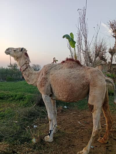 Camel for sale