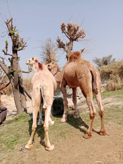 Qurbani camel for sale