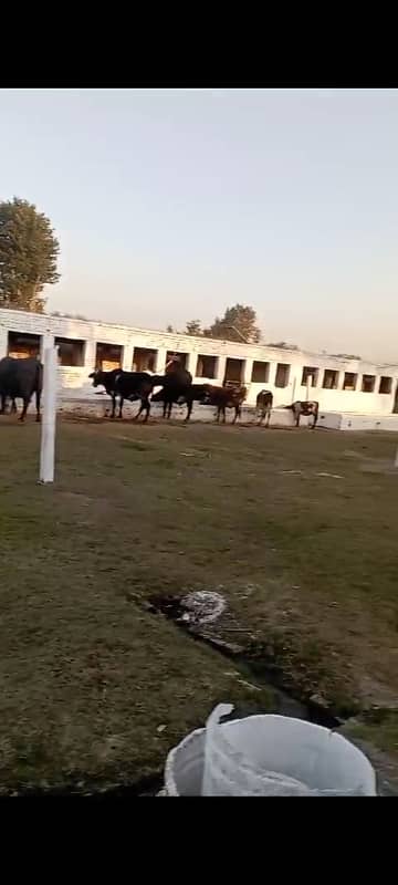 Vip land with all facilities or sale pani bjli gas available