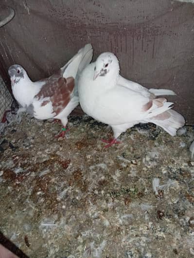 king pigeon for sale ( exchange possible)