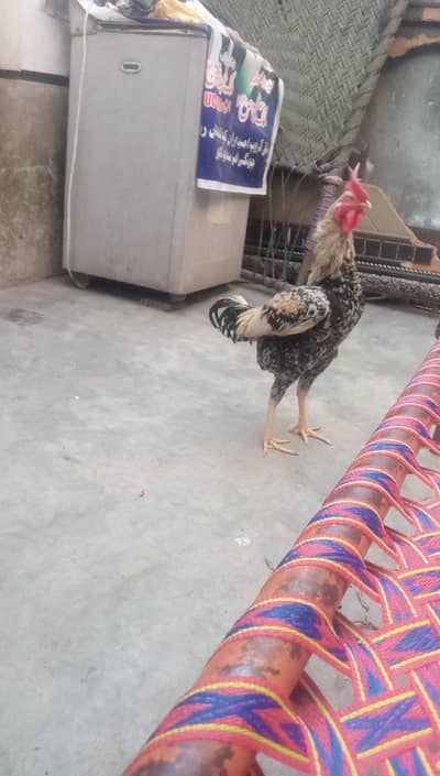 One year is good condition pair