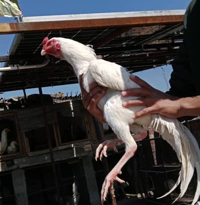 Heera aseel top quality White NOK nali