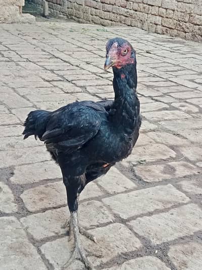 Long height Thai female eggs k liye ready ha