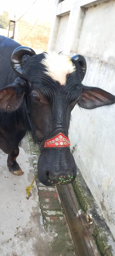 buffalo for sale milk 15kg loc lalamusa city