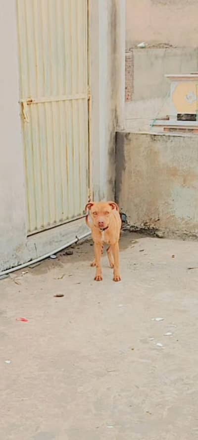 Not this price final