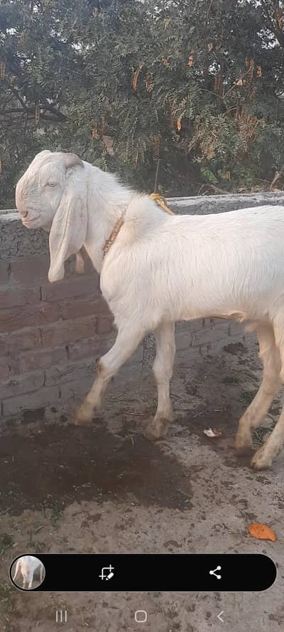white bohta pyara Bakra