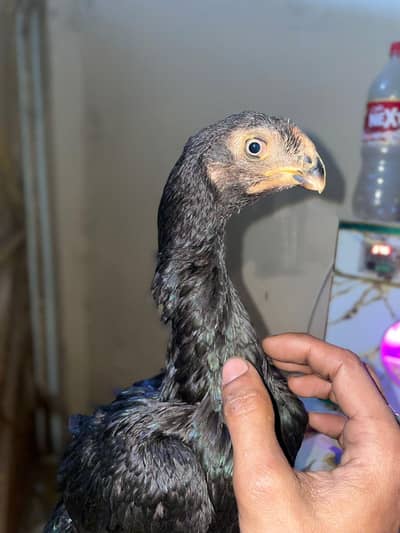 Indian parrot beak long tail