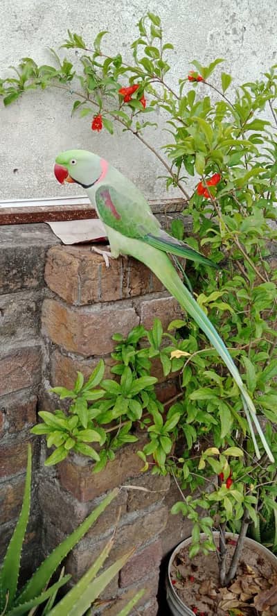 Hand-Tamed Raw Parrot (Male) – Healthy & Active