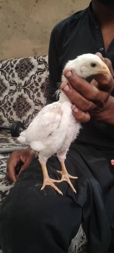 White Shamo Chicks For Sale