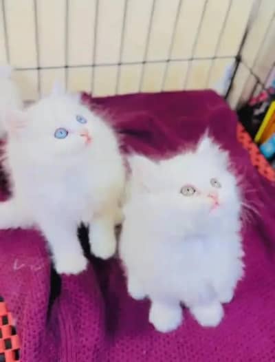 Persian female kitten for sale My WhatsApp number 03 25 022 67 56