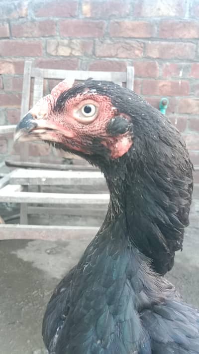 active and healthy murghi