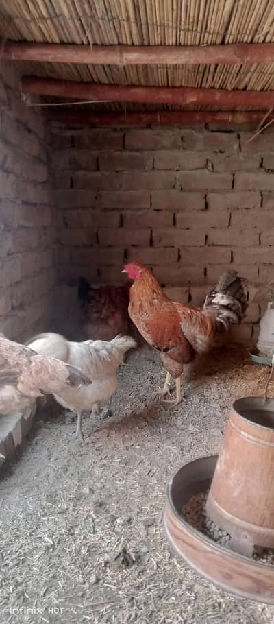 ANDA wali murgi 3murgia 1 murga