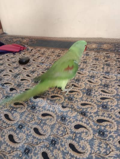 pahadi Rao 11 month age hai agr pinjre Ke sath loge