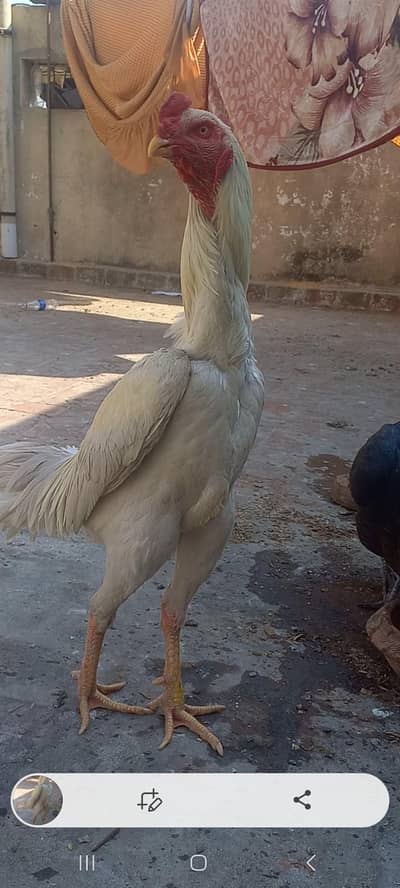 shamoo +burmi pure 100% . . . video. . . 0.3. 2.2. 65.92. 811