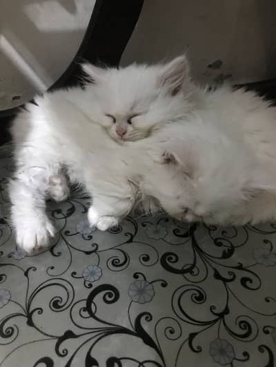 Pair of kitten