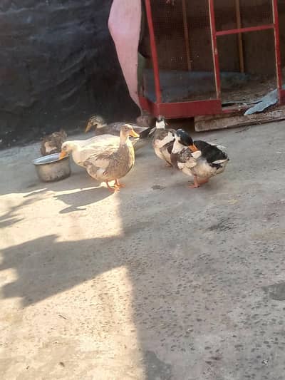 7 ducks 3 male 4 female