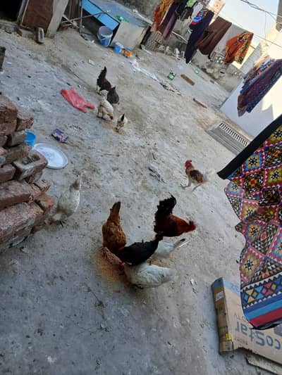 8 murgiya oor 2 murgay for sale