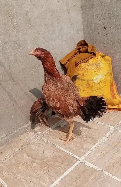 ek murgi aur do bacche for sale
