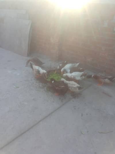 ghr ki pali hoi dasi duck  sel kra ho kisi ko chahiya to plz