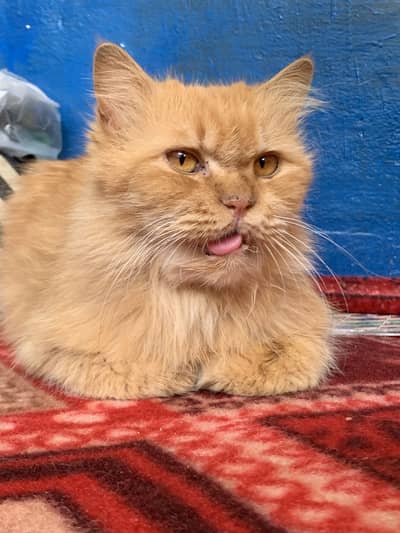 There are no illnesses