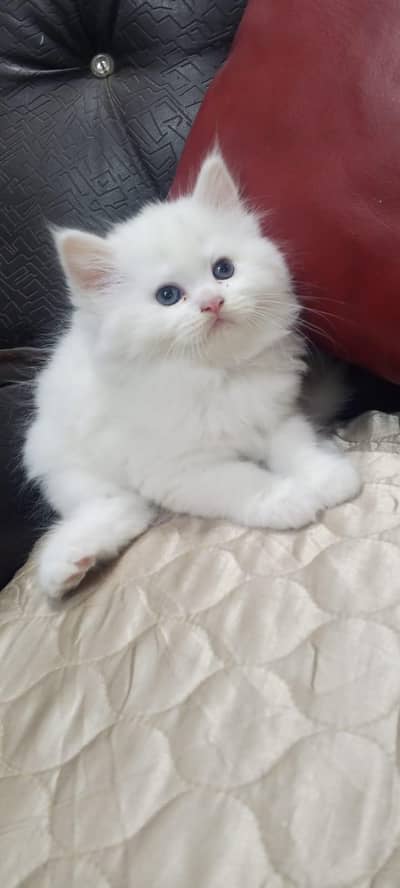 CASH ON DELIVERY high quality kittens triple coated punch face