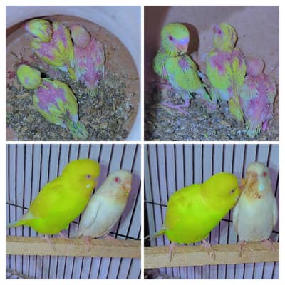 Red-eye 1000000%  Breeder Pair with 3 Chicks