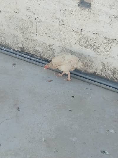 KRUK ASEEL WHITE HEERA BREED CHEENI MURGI FOR SALE