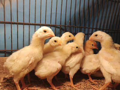 White O Shamo broader and shamo chicks