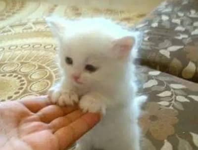 Persian female kitten for sale My WhatsApp number 03 25 022 67 56