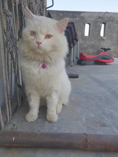 cute Persian cat for urgent