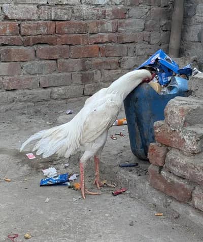 Top Quality Paper White Heera