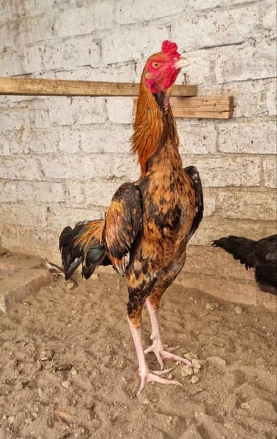 Pure aseel high quality Pakistani pakoya cross patha | Thai Madi