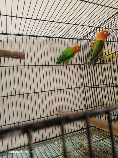 Breeder pair for sale