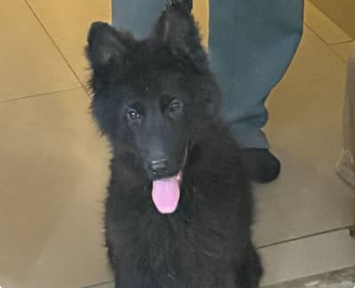 Black German shepherd pedigree female