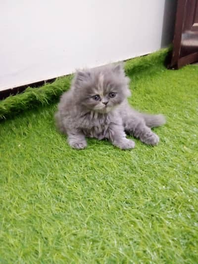 High Quality CFA blood line kittens